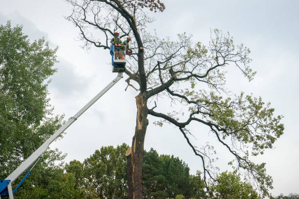 Best Seasonal Cleanup (Spring/Fall)  in South Gull Lake, MI