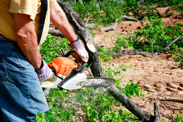 Best Hazardous Tree Removal  in South Gull Lake, MI